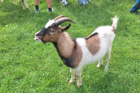 Tytuł zastępczy