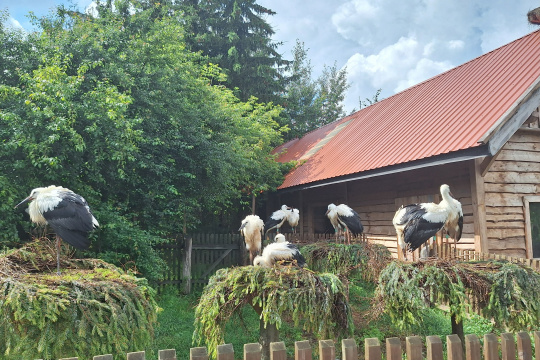 Tytuł zastępczy