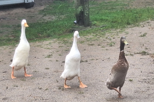 Tytuł zastępczy