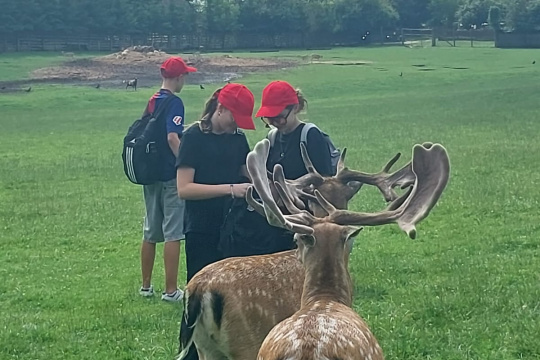 Tytuł zastępczy