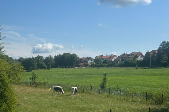Tytuł zastępczy